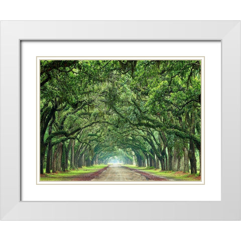 Canopy Road VI White Modern Wood Framed Art Print with Double Matting by McLoughlin, James