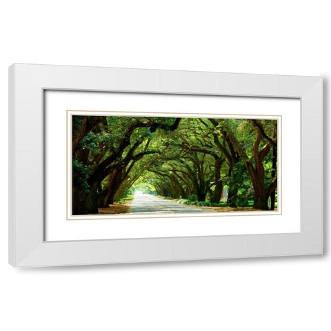 Canopy Road Panorama I White Modern Wood Framed Art Print with Double Matting by McLoughlin, James