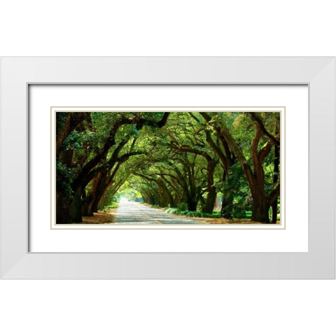 Canopy Road Panorama I White Modern Wood Framed Art Print with Double Matting by McLoughlin, James