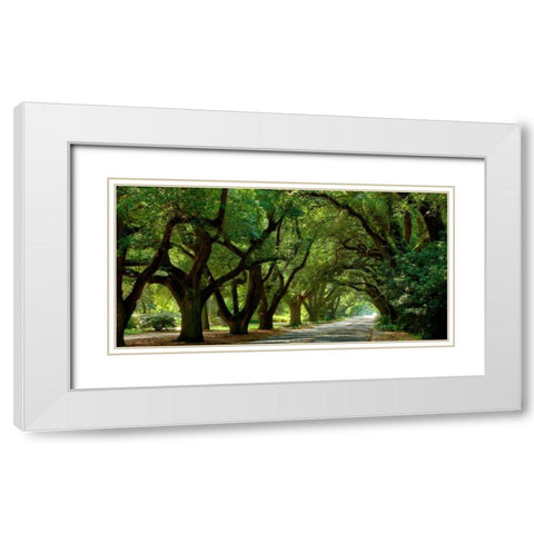Canopy Road Panorama II White Modern Wood Framed Art Print with Double Matting by McLoughlin, James