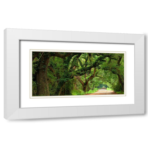 Canopy Road Panorama V White Modern Wood Framed Art Print with Double Matting by McLoughlin, James