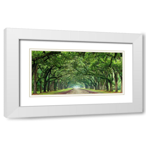 Canopy Road Panorama VI White Modern Wood Framed Art Print with Double Matting by McLoughlin, James