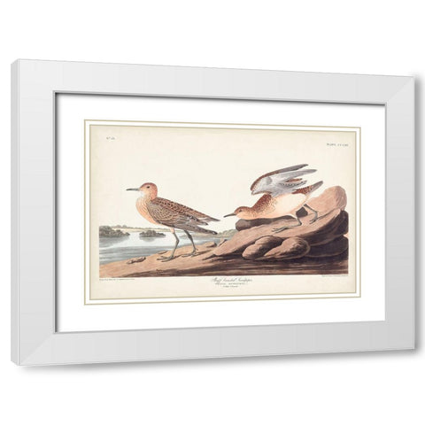 Pl. 265 Buff-breasted Sandpiper White Modern Wood Framed Art Print with Double Matting by Audubon, John James
