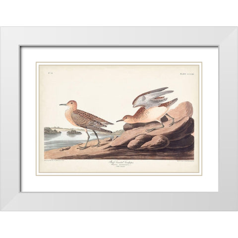 Pl. 265 Buff-breasted Sandpiper White Modern Wood Framed Art Print with Double Matting by Audubon, John James