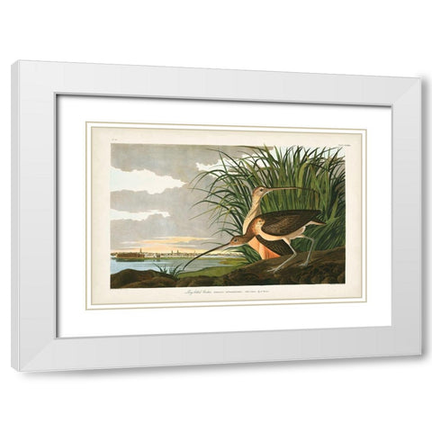 Pl. 231 Long-billed Curlew White Modern Wood Framed Art Print with Double Matting by Audubon, John James