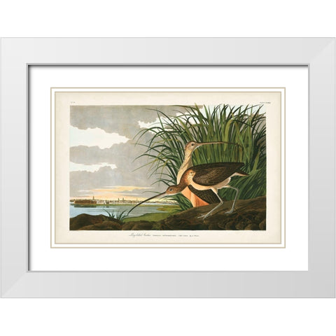 Pl. 231 Long-billed Curlew White Modern Wood Framed Art Print with Double Matting by Audubon, John James