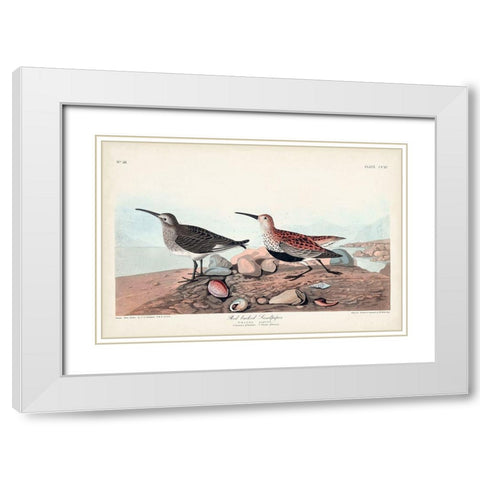 Pl. 290 Red-backed Sandpiper White Modern Wood Framed Art Print with Double Matting by Audubon, John James