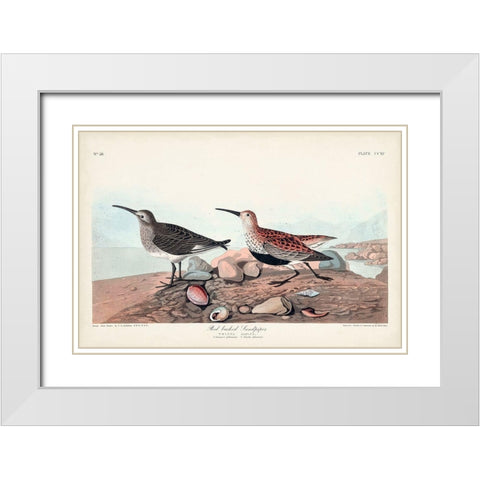 Pl. 290 Red-backed Sandpiper White Modern Wood Framed Art Print with Double Matting by Audubon, John James