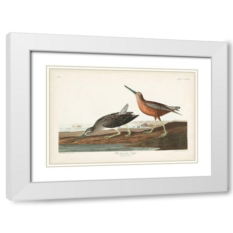 Pl. 335 Red-breasted Snipe White Modern Wood Framed Art Print with Double Matting by Audubon, John James
