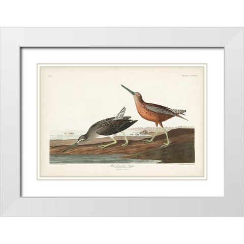 Pl. 335 Red-breasted Snipe White Modern Wood Framed Art Print with Double Matting by Audubon, John James