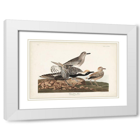 Pl. 334 Black-bellied Plover White Modern Wood Framed Art Print with Double Matting by Audubon, John James
