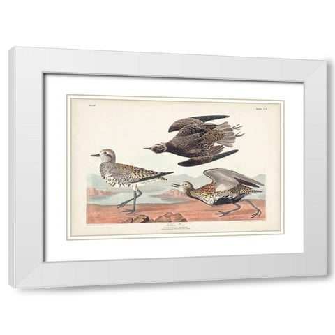 Pl. 300 Golden Plover White Modern Wood Framed Art Print with Double Matting by Audubon, John James