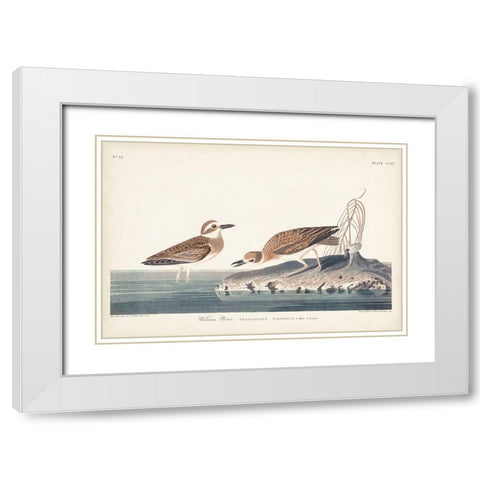 Pl. 209 Wilsons Plover White Modern Wood Framed Art Print with Double Matting by Audubon, John James