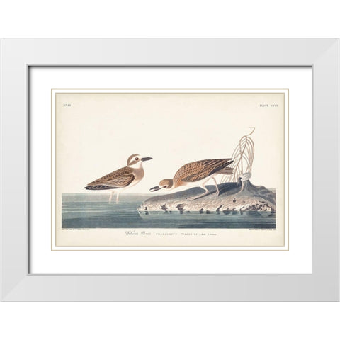 Pl. 209 Wilsons Plover White Modern Wood Framed Art Print with Double Matting by Audubon, John James