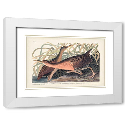 Pl. 203 Great Red-breasted Rail White Modern Wood Framed Art Print with Double Matting by Audubon, John James