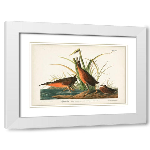 Pl. 205 Virginian Rail White Modern Wood Framed Art Print with Double Matting by Audubon, John James