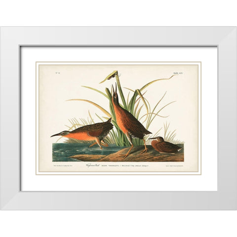 Pl. 205 Virginian Rail White Modern Wood Framed Art Print with Double Matting by Audubon, John James