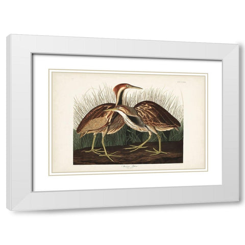 Pl. 337 American Bittern White Modern Wood Framed Art Print with Double Matting by Audubon, John James