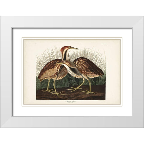 Pl. 337 American Bittern White Modern Wood Framed Art Print with Double Matting by Audubon, John James