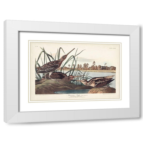 Pl. 243 American Snipe White Modern Wood Framed Art Print with Double Matting by Audubon, John James