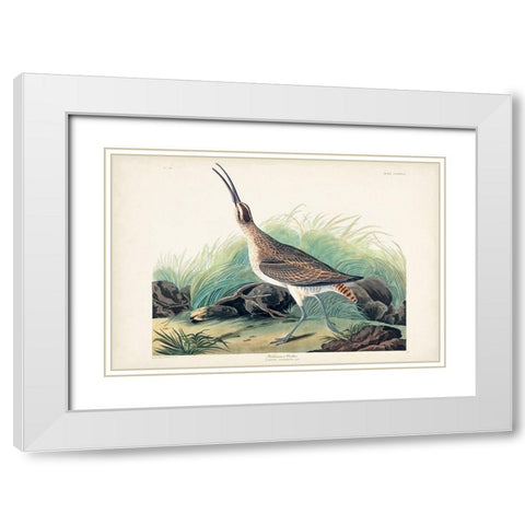 Pl. 237 Hudsonian Curlew White Modern Wood Framed Art Print with Double Matting by Audubon, John James