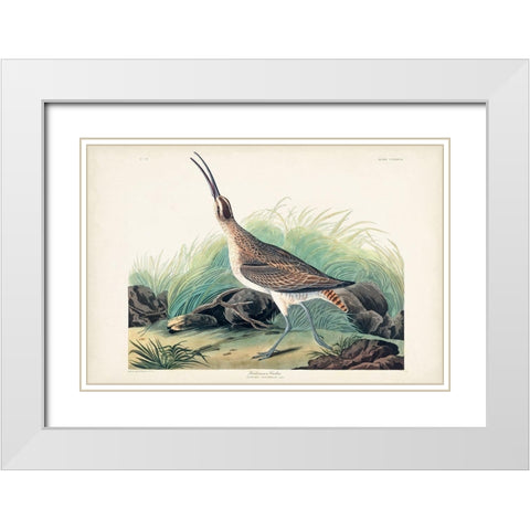 Pl. 237 Hudsonian Curlew White Modern Wood Framed Art Print with Double Matting by Audubon, John James