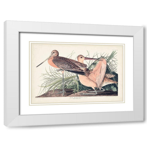 Pl. 238 Great Marbled Godwit White Modern Wood Framed Art Print with Double Matting by Audubon, John James