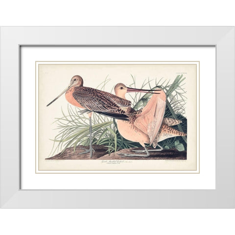 Pl. 238 Great Marbled Godwit White Modern Wood Framed Art Print with Double Matting by Audubon, John James