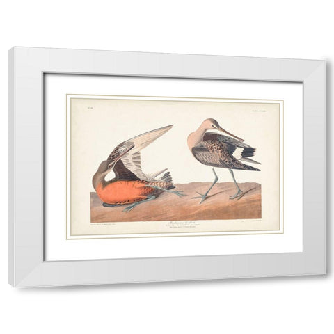 Pl. 258 Hudsonian Godwit White Modern Wood Framed Art Print with Double Matting by Audubon, John James