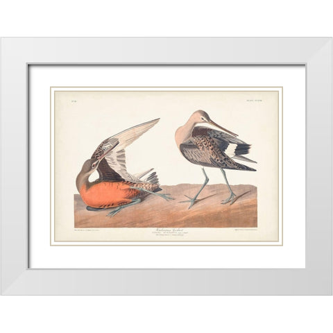 Pl. 258 Hudsonian Godwit White Modern Wood Framed Art Print with Double Matting by Audubon, John James