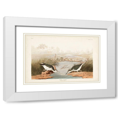 Pl. 310 Spotted Sandpiper White Modern Wood Framed Art Print with Double Matting by Audubon, John James