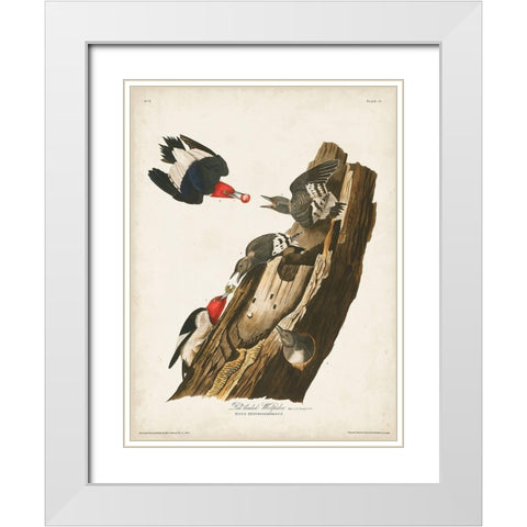 Pl. 27 Red-headed Woodpecker White Modern Wood Framed Art Print with Double Matting by Audubon, John James