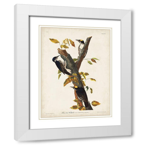 Pl. 132 Three-toed Woodpecker White Modern Wood Framed Art Print with Double Matting by Audubon, John James