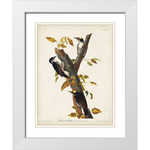 Pl. 132 Three-toed Woodpecker White Modern Wood Framed Art Print with Double Matting by Audubon, John James