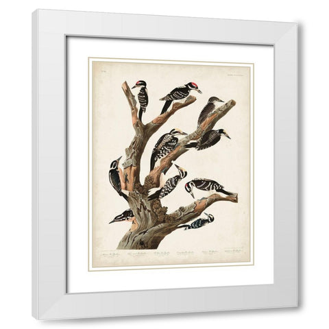 Pl. 417 Marias Woodpecker White Modern Wood Framed Art Print with Double Matting by Audubon, John James