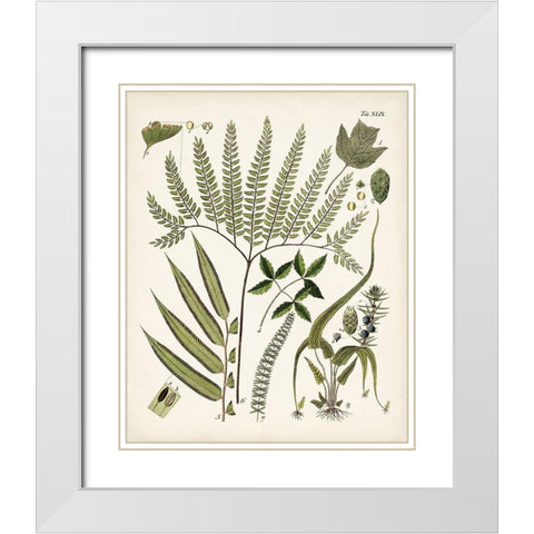 Fanciful Ferns III White Modern Wood Framed Art Print with Double Matting by Unknown