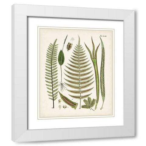 Fanciful Ferns V White Modern Wood Framed Art Print with Double Matting by Unknown