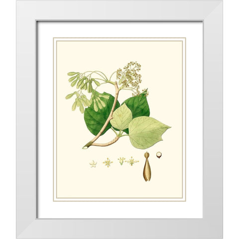 Spring Green Foliage IV White Modern Wood Framed Art Print with Double Matting by Unknown