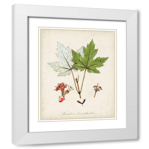 Antique Tree Study I White Modern Wood Framed Art Print with Double Matting by Unknown