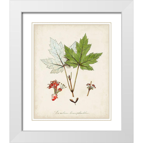 Antique Tree Study I White Modern Wood Framed Art Print with Double Matting by Unknown