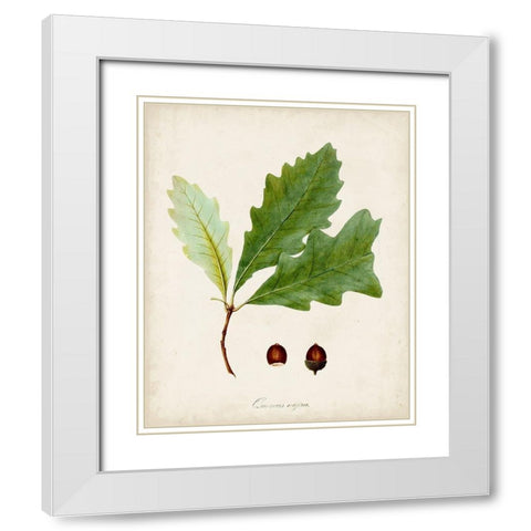 Antique Tree Study II White Modern Wood Framed Art Print with Double Matting by Unknown