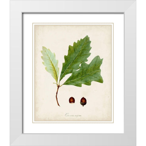 Antique Tree Study II White Modern Wood Framed Art Print with Double Matting by Unknown