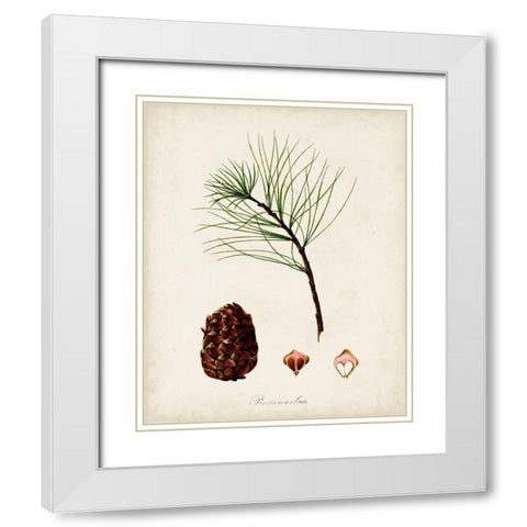 Antique Tree Study IV White Modern Wood Framed Art Print with Double Matting by Unknown
