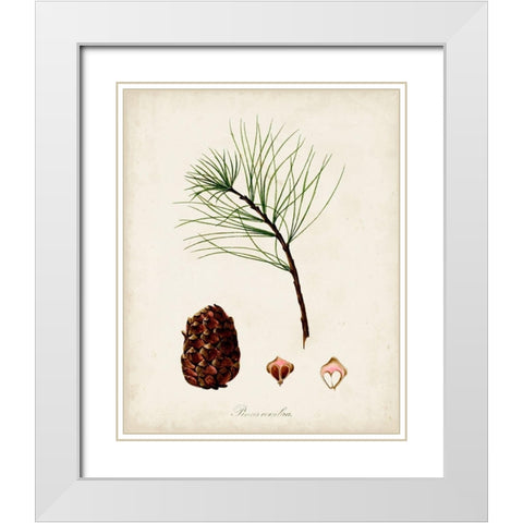 Antique Tree Study IV White Modern Wood Framed Art Print with Double Matting by Unknown
