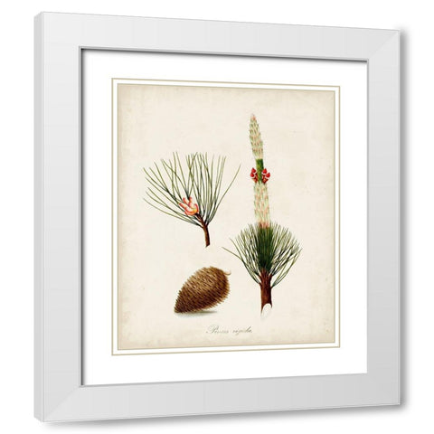 Antique Tree Study VIII White Modern Wood Framed Art Print with Double Matting by Unknown