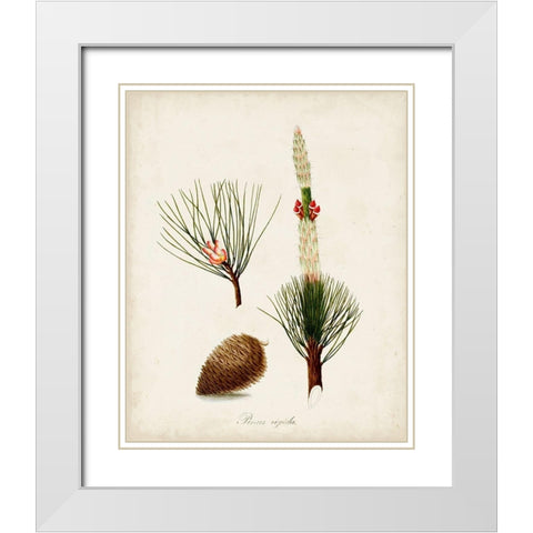 Antique Tree Study VIII White Modern Wood Framed Art Print with Double Matting by Unknown