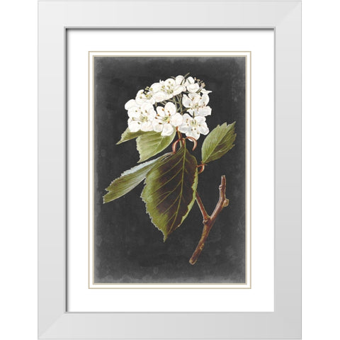 Dramatic White Flowers I White Modern Wood Framed Art Print with Double Matting by Vision Studio