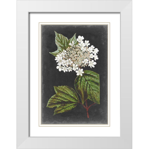 Dramatic White Flowers III White Modern Wood Framed Art Print with Double Matting by Vision Studio