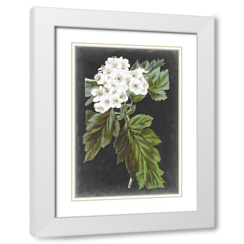 Dramatic White Flowers IV White Modern Wood Framed Art Print with Double Matting by Vision Studio