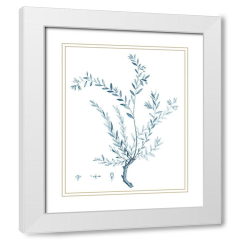 Antique Botanical in Blue VII White Modern Wood Framed Art Print with Double Matting by Vision Studio